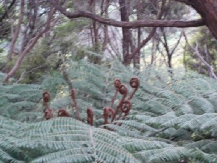 Tree fern spring growth