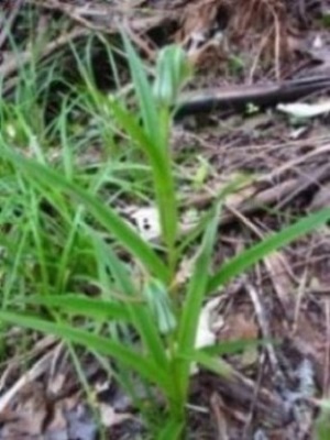 Green hooded orchid