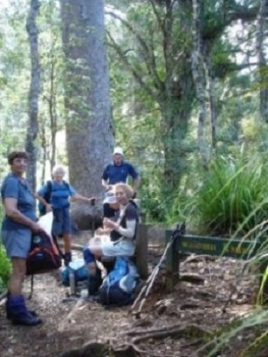 Waiomo kauri grove