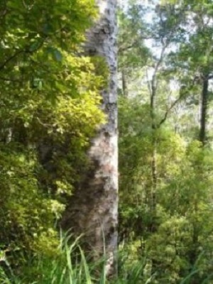 Waiomo kauri