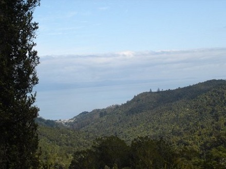 View from kauri grove