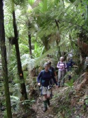 Tree Ferns