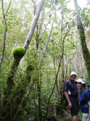 Growth on a tree