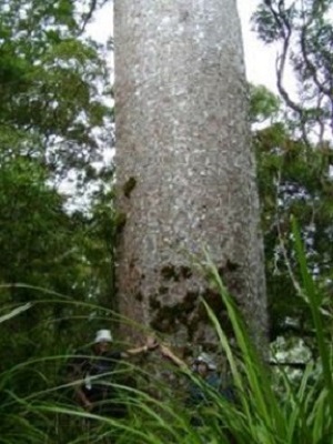 large kauri