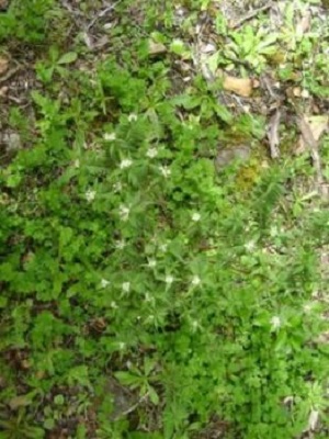 White flowers - trackside